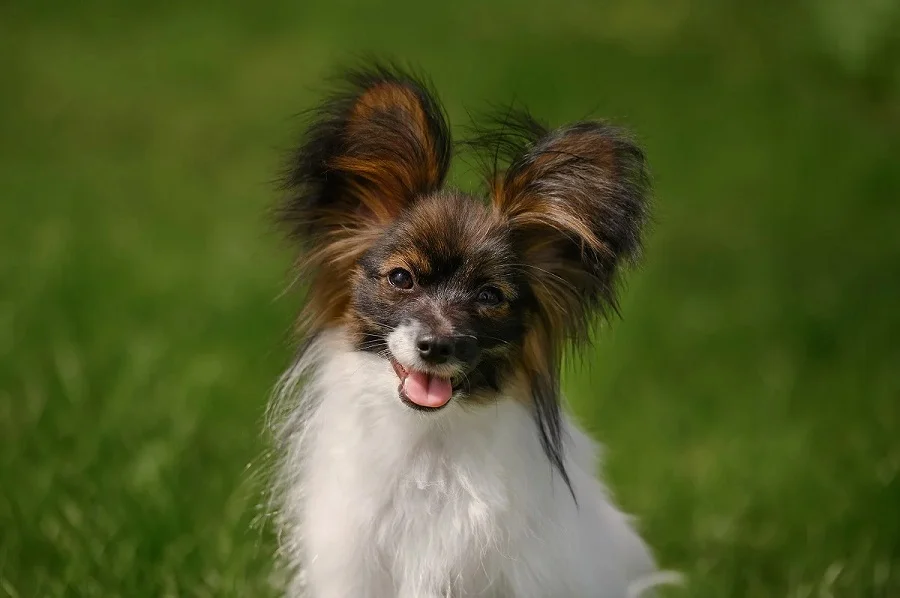 Coco Chanel