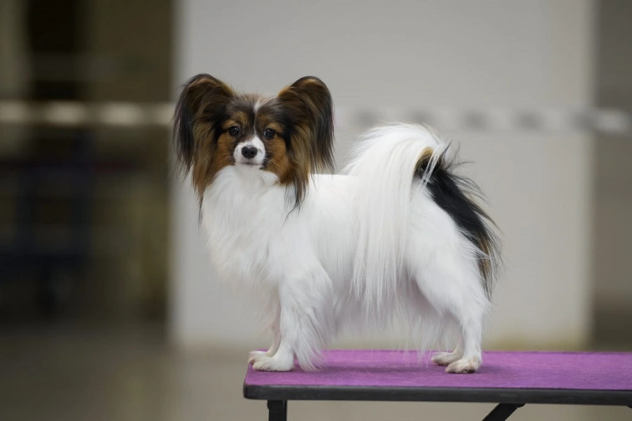 Artoli Diva