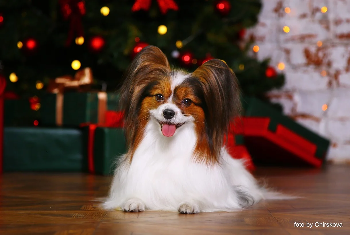 papillon