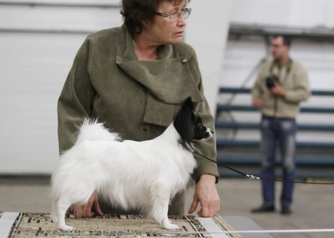papillon for sale Moscow