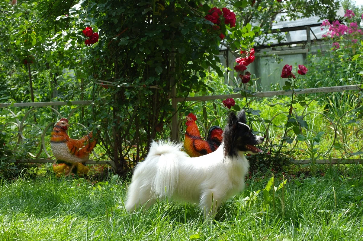 papillon Moscow